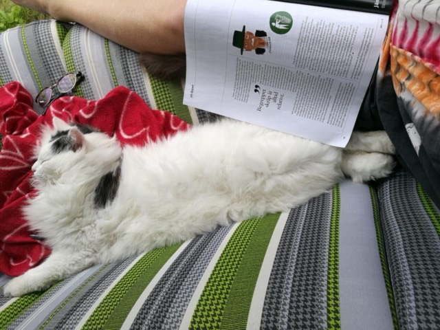 Sibirisk katt Junior