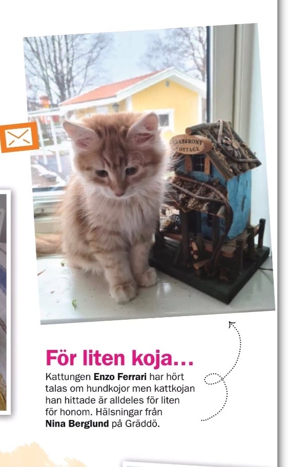 Sibirisk katt Ferrari