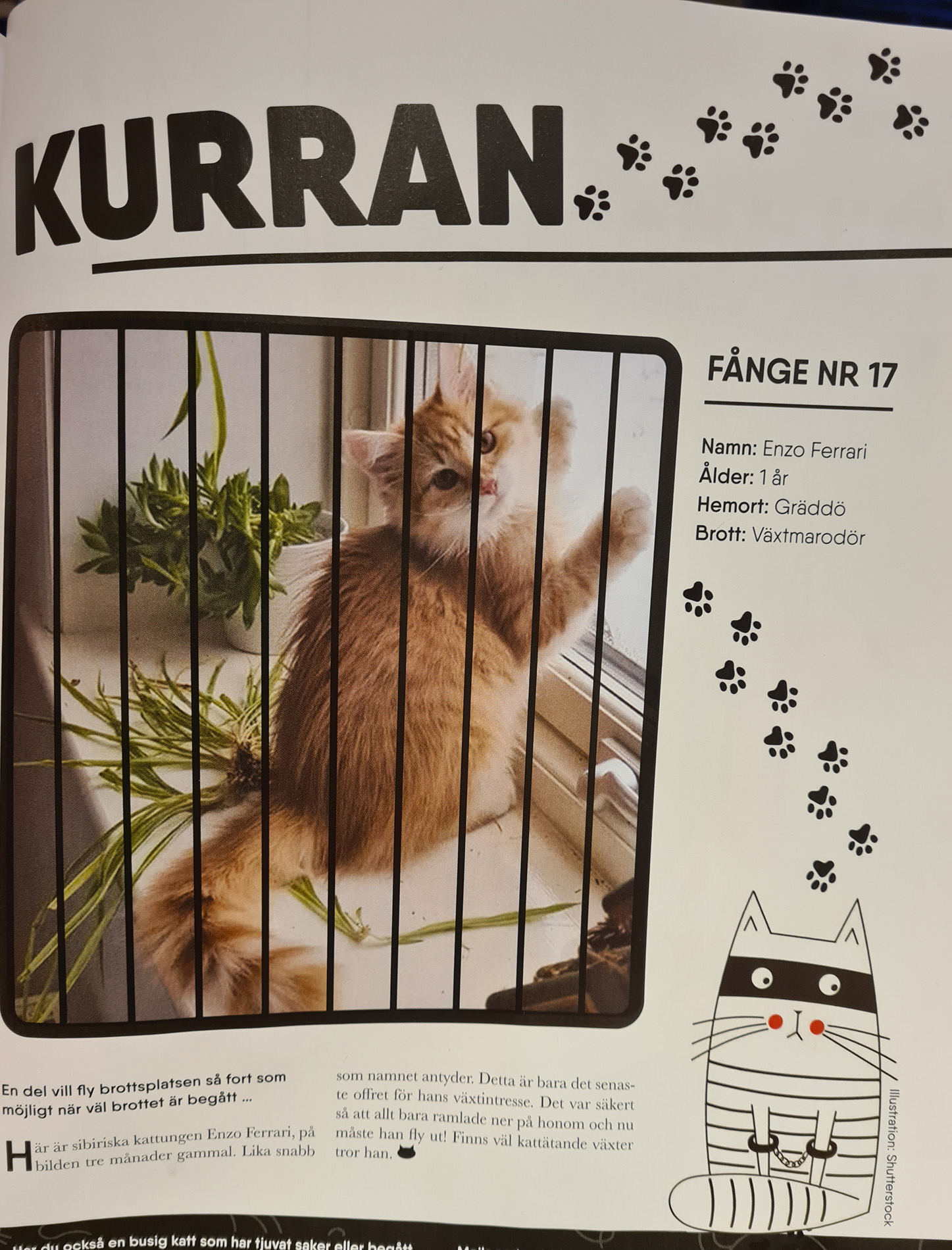 Sibirisk katt Ferrari