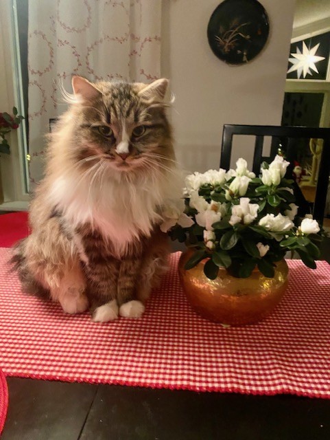 Julkort Jed