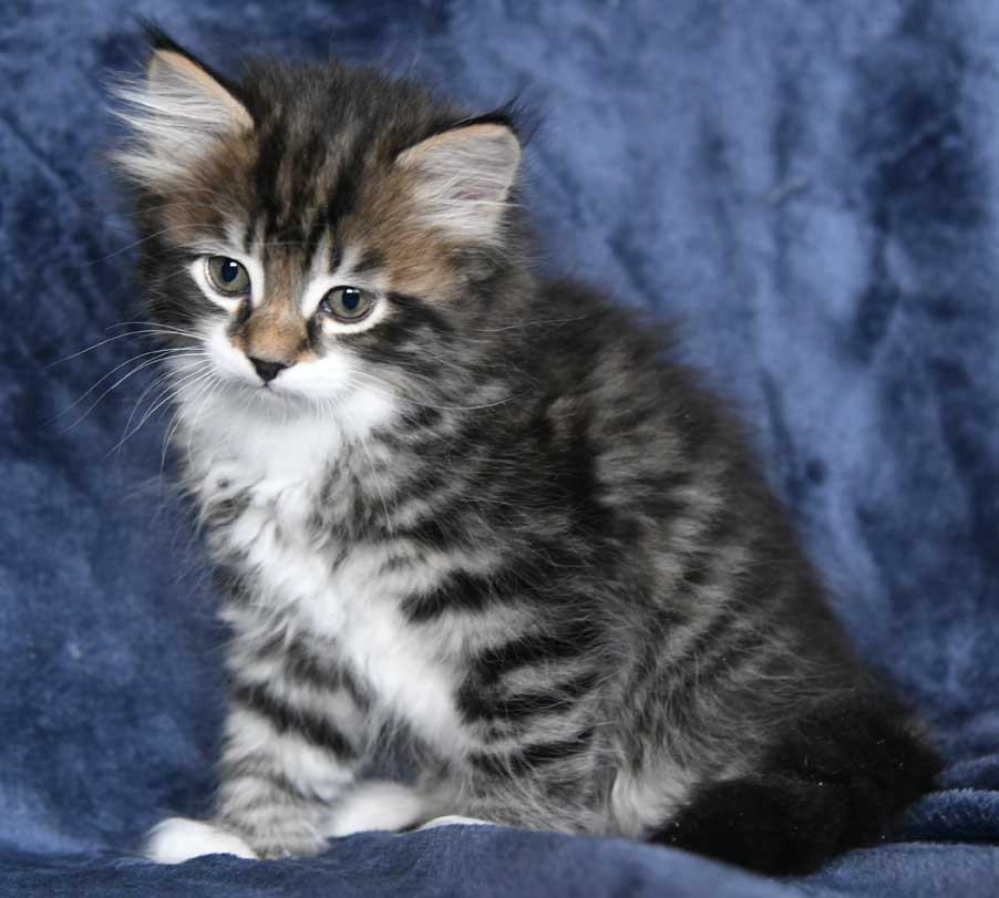 sibirisk kattunge Zwicky