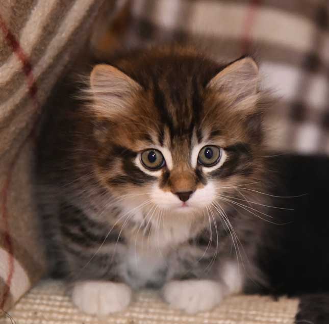 sibirisk kattunge Zwicky