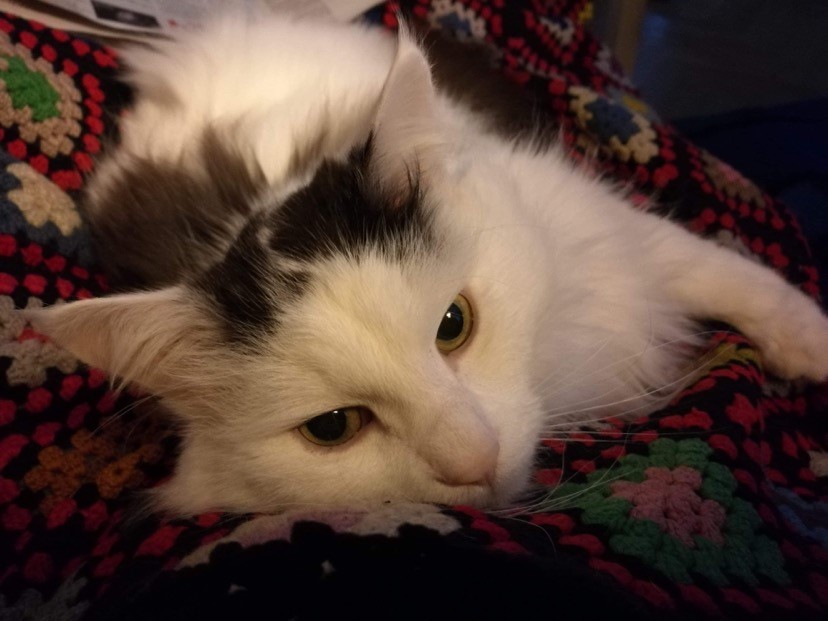 sibirisk katt Junior