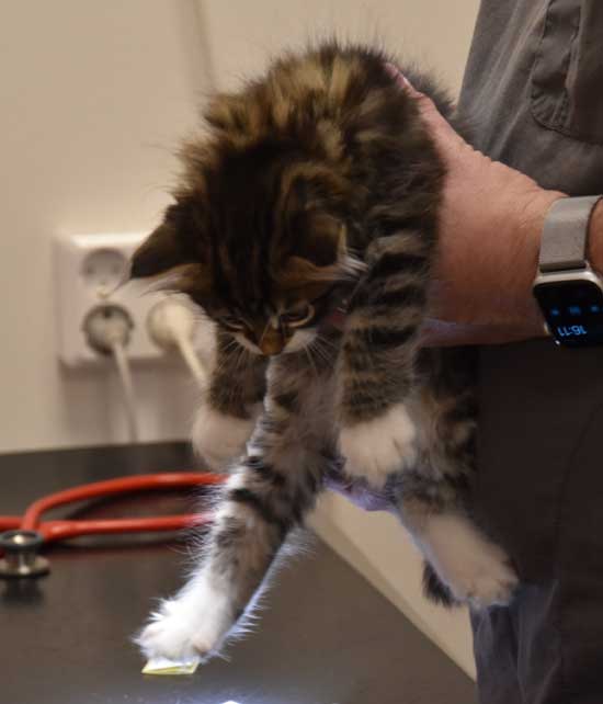 sibirisk kattunge Zwicky
