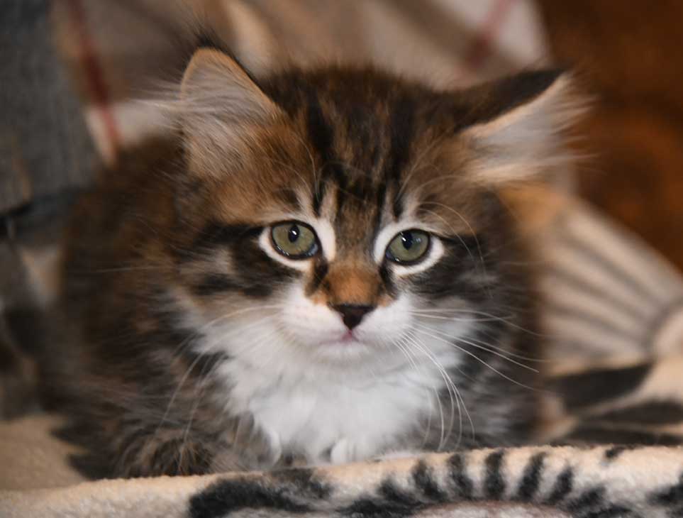sibirisk kattunge Zwicky