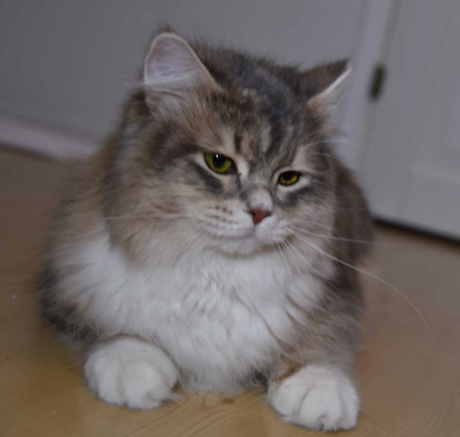sibirisk katt Ziggy
