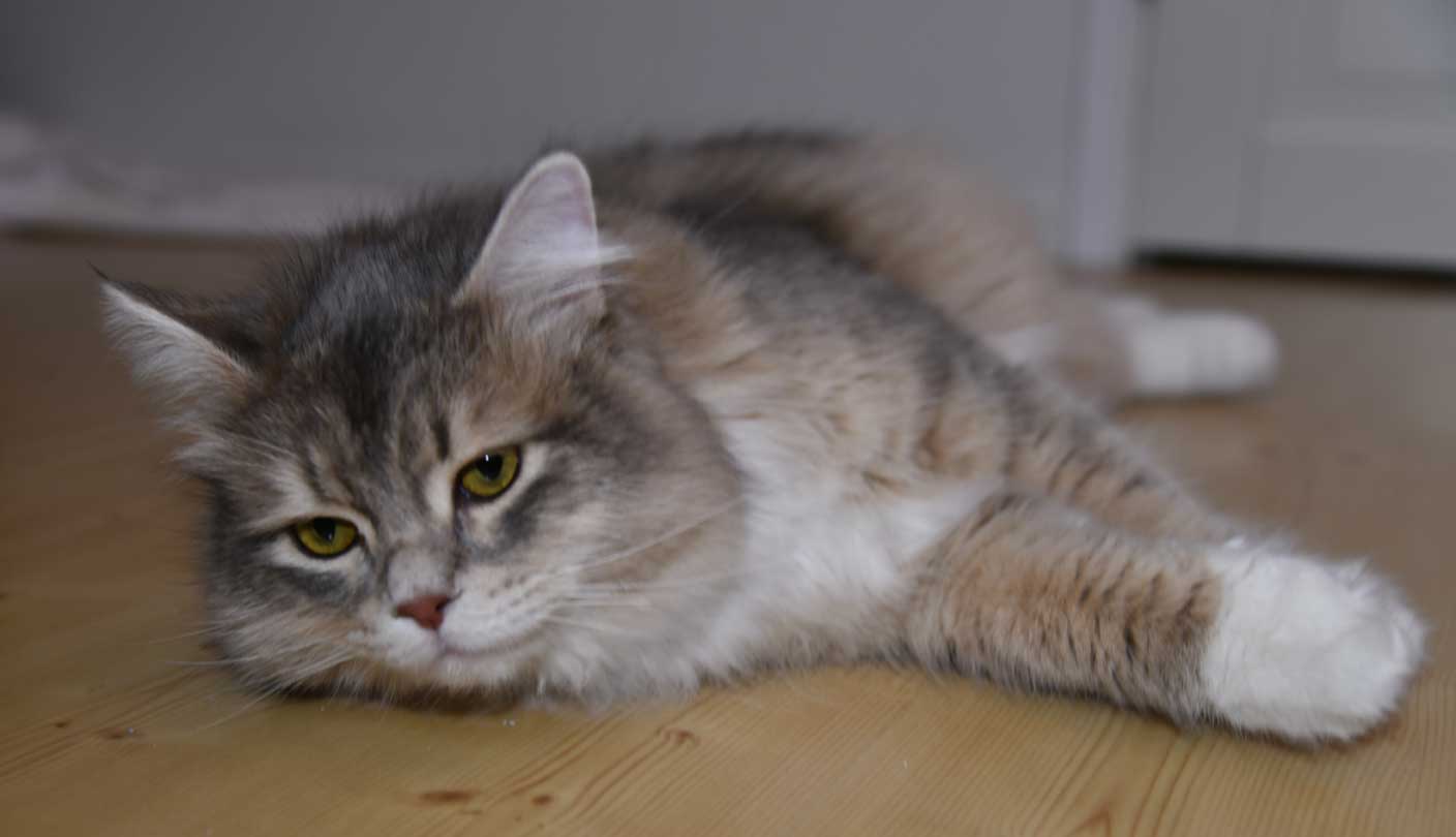 sibirisk katt Ziggy