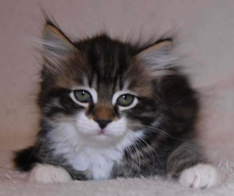sibirisk kattunge Zwicky