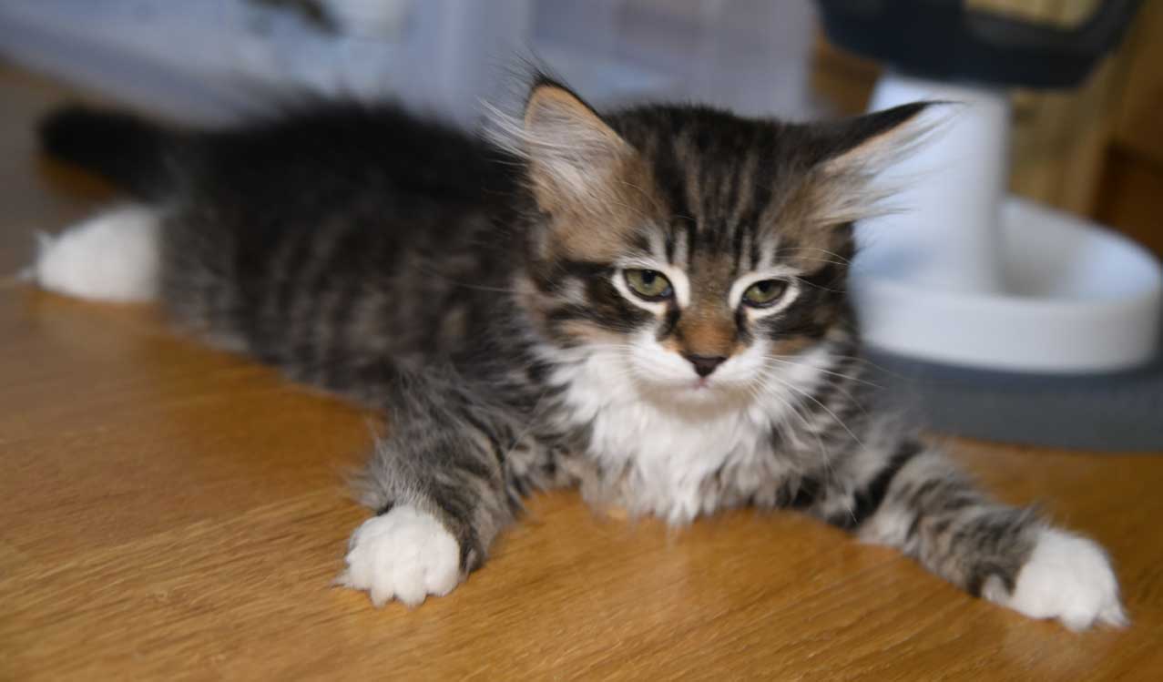 sibirisk kattunge Zwicky