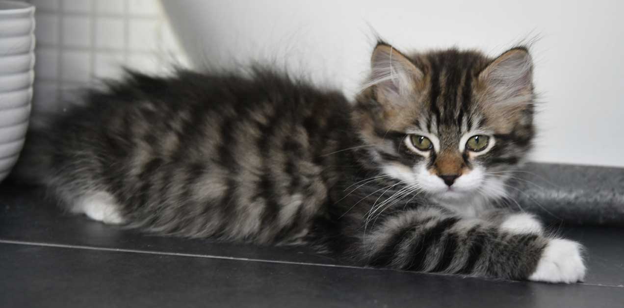 sibirisk kattunge Zwicky