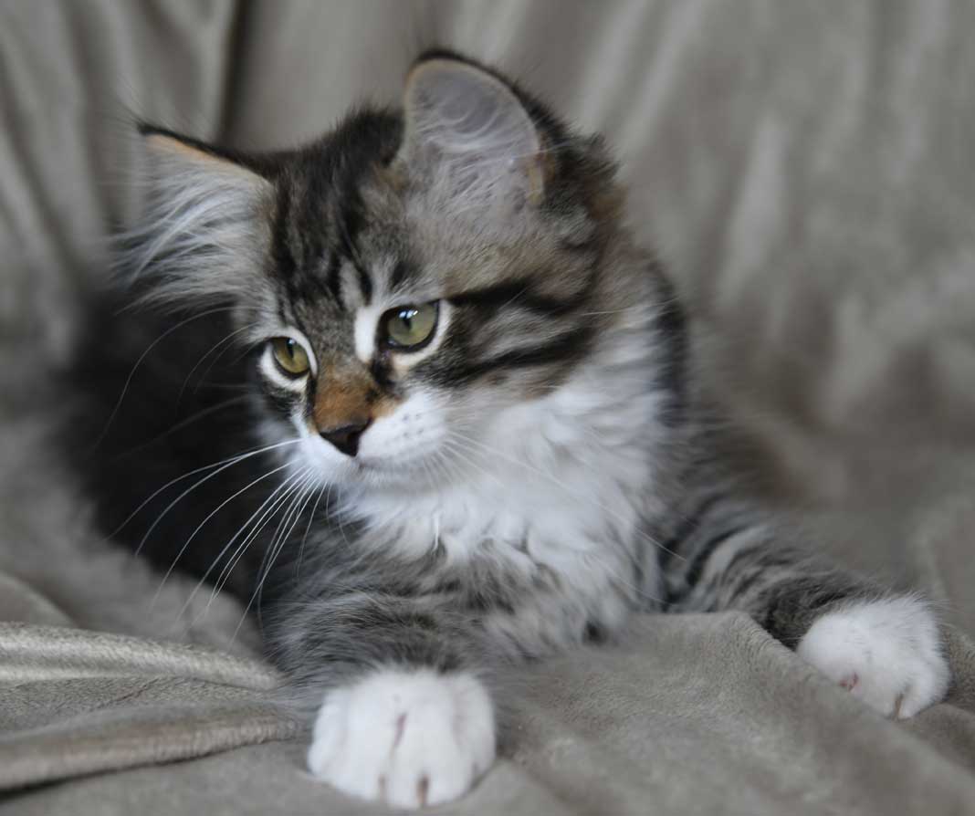 sibirisk kattunge Zwicky