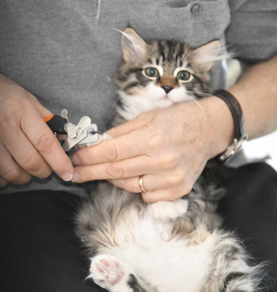 sibirisk kattunge Zwicky