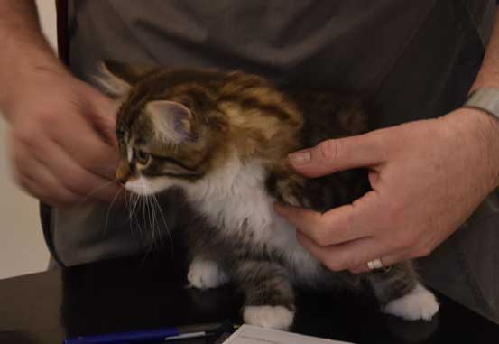sibirisk kattunge Zwicky