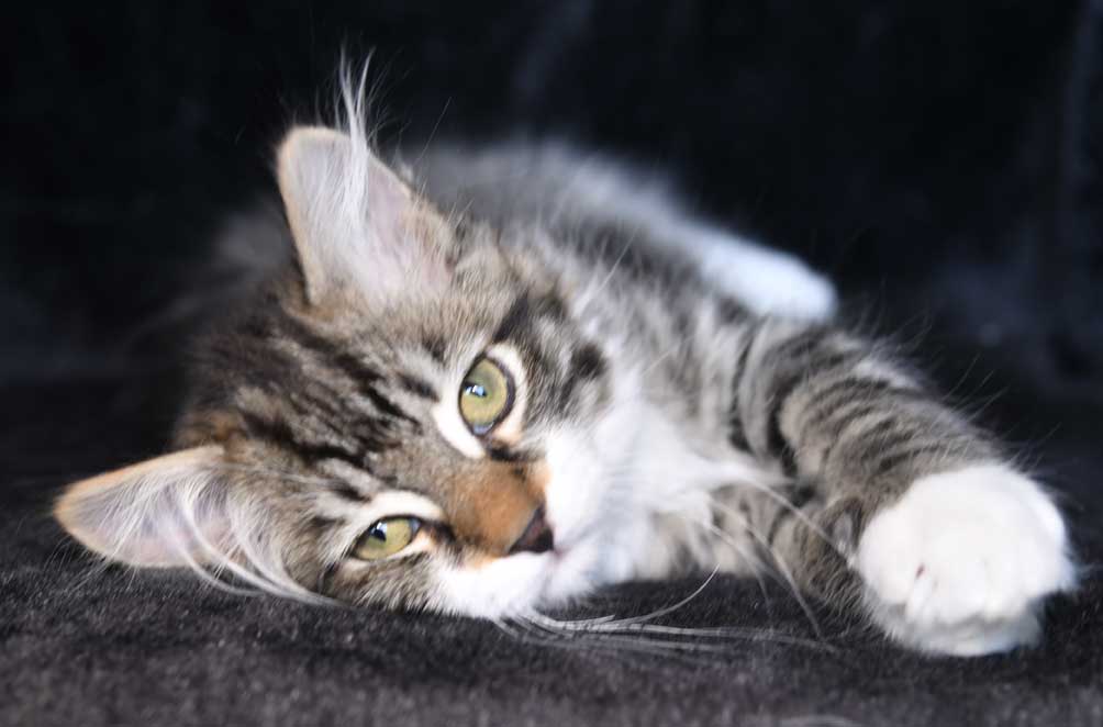 sibirisk kattunge Zwicky