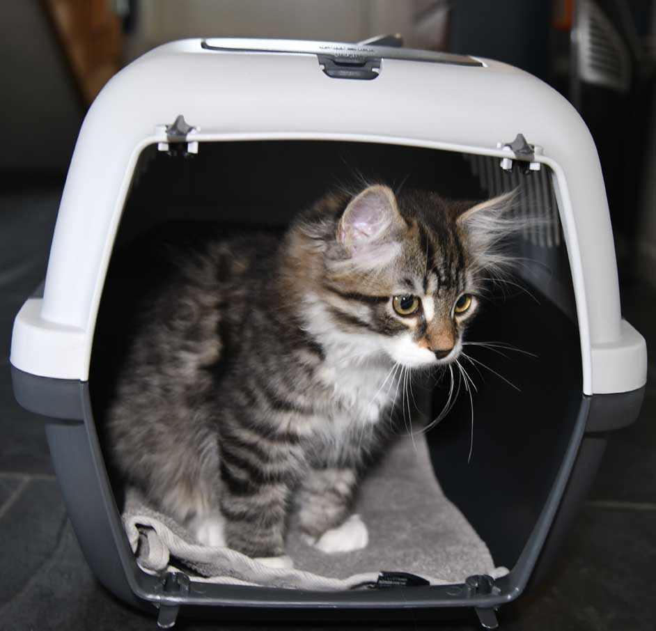 sibirisk kattunge Zwicky