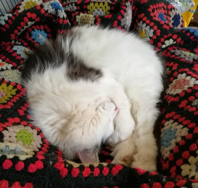 sibirisk katt Junior
