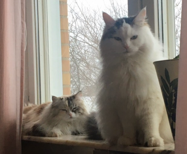 sibiriska katter Frieda och Castor