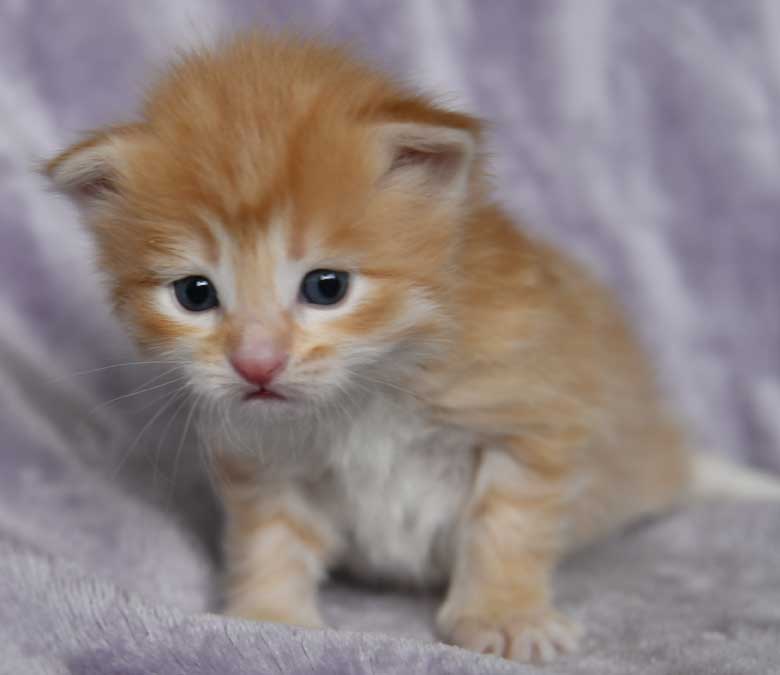 sibirisk kattunge Algol