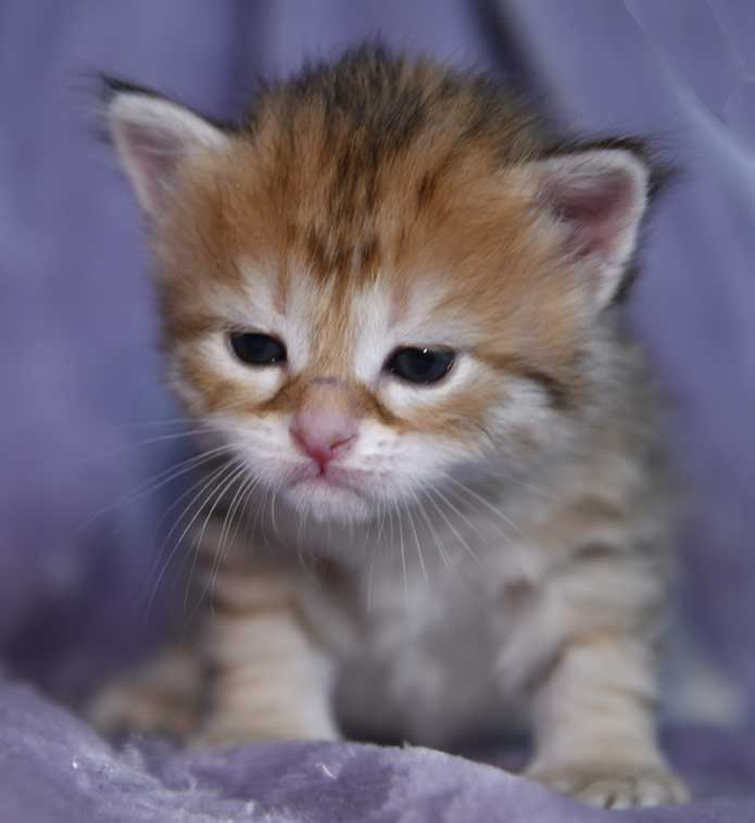 sibirisk kattunge Bianca