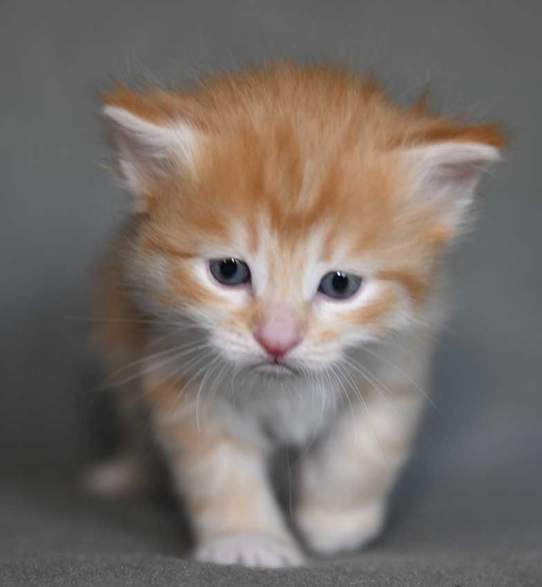 sibirisk kattunge Algol