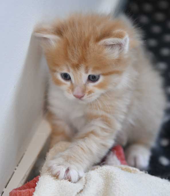 sibirisk kattunge Algol