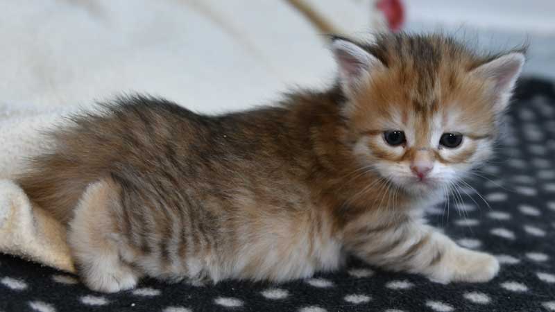 sibirisk kattunge Bianca