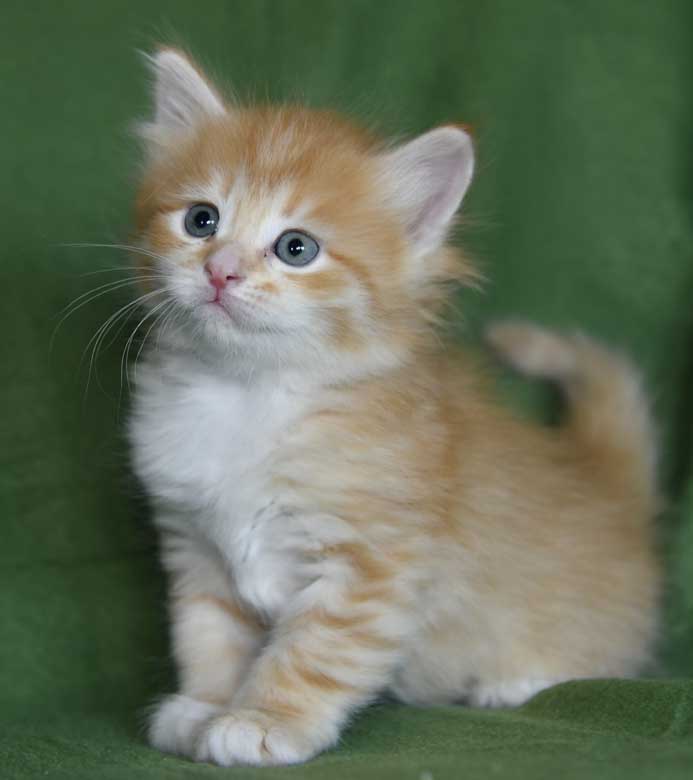 sibirisk kattunge Algol
