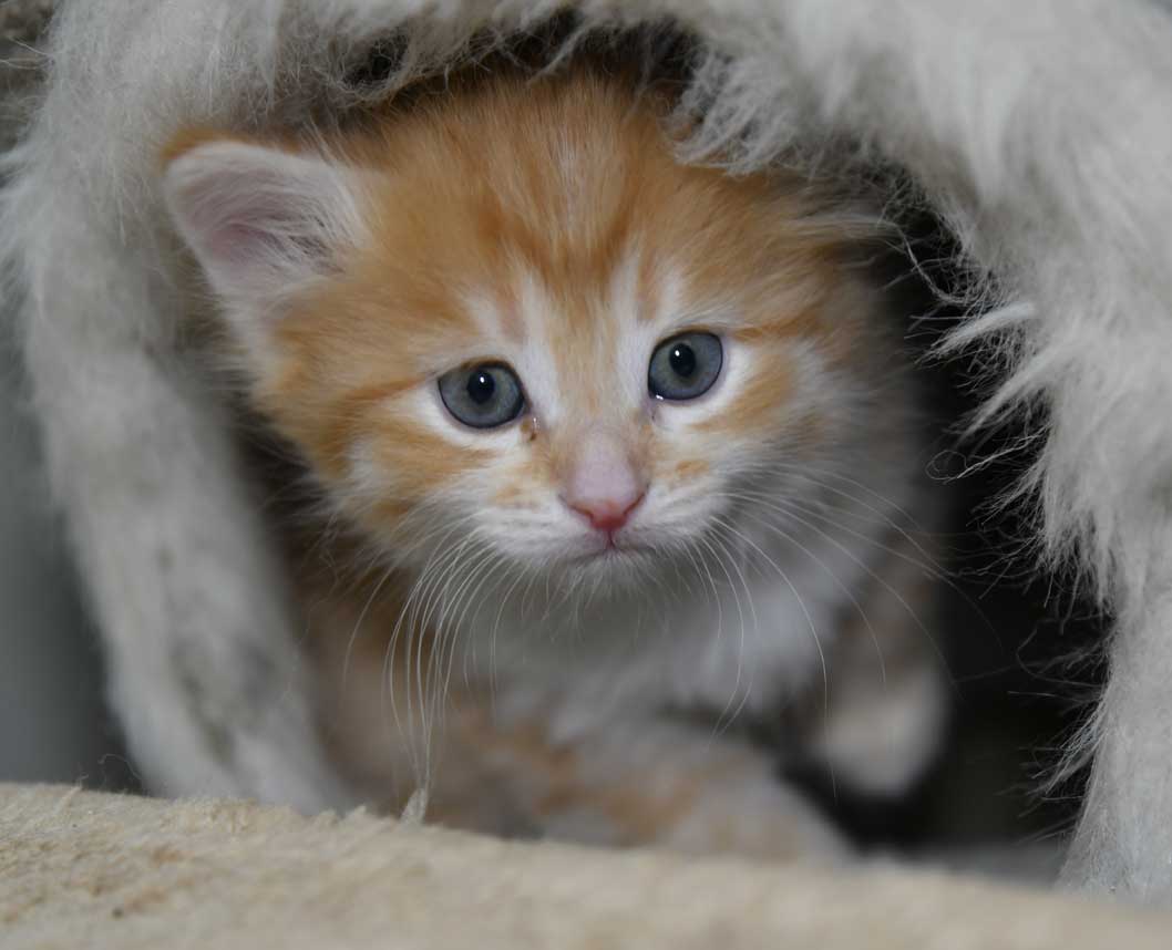 sibirisk kattunge Algol
