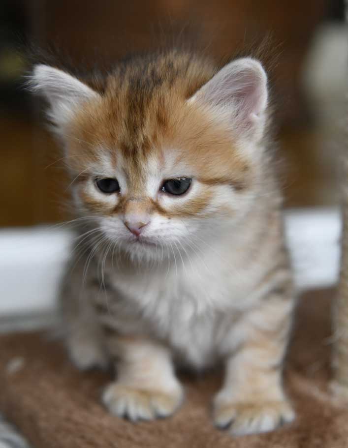sibirisk kattunge Bianca