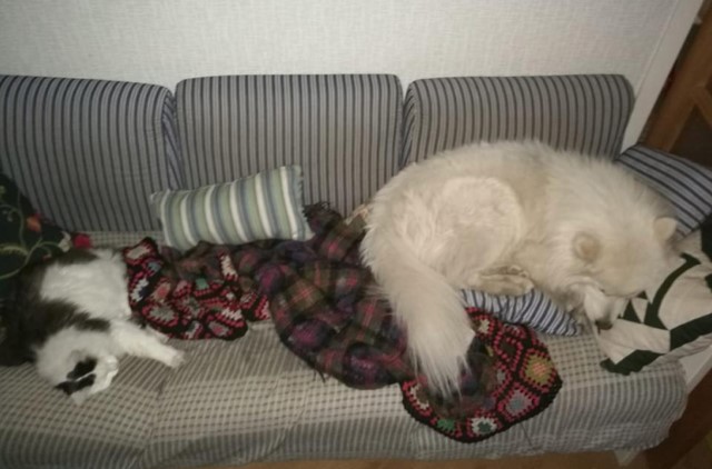 sibirisk katt Junior