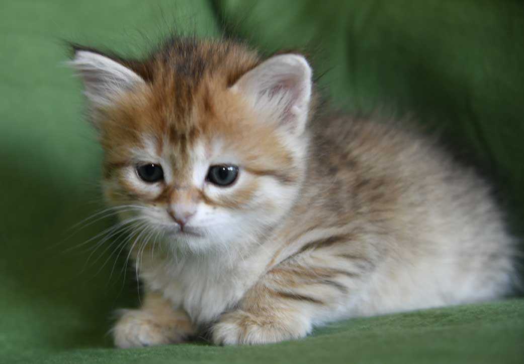 sibirisk kattunge Bianca