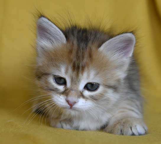 sibirisk kattunge Bianca