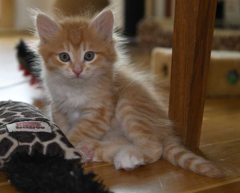 sibirisk kattunge Algol