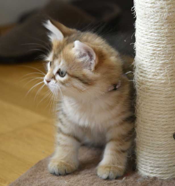 sibirisk kattunge Bianca