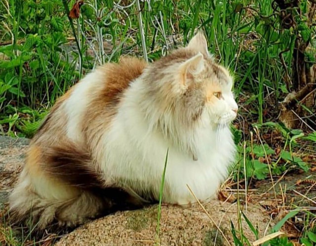 Sibirisk katt Gamma