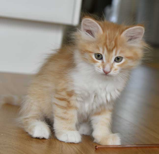 sibirisk kattunge Algol