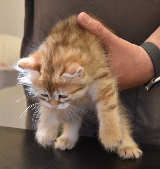 sibirisk kattunge Bianca