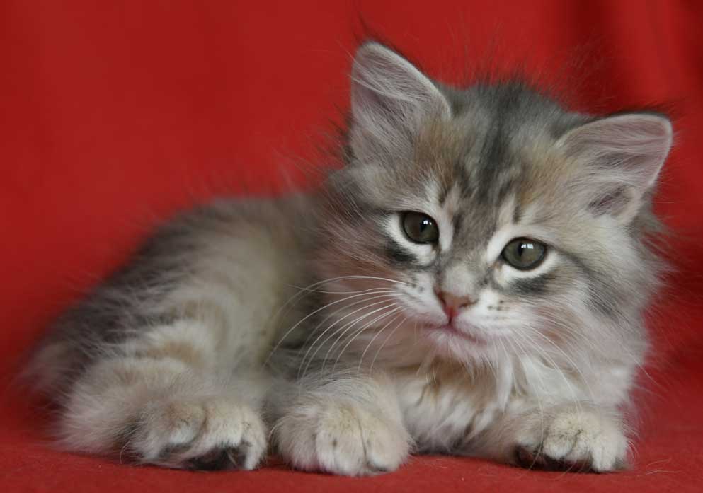 sibirisk kattunge Beid