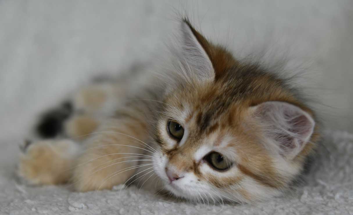 sibirisk kattunge Bianca