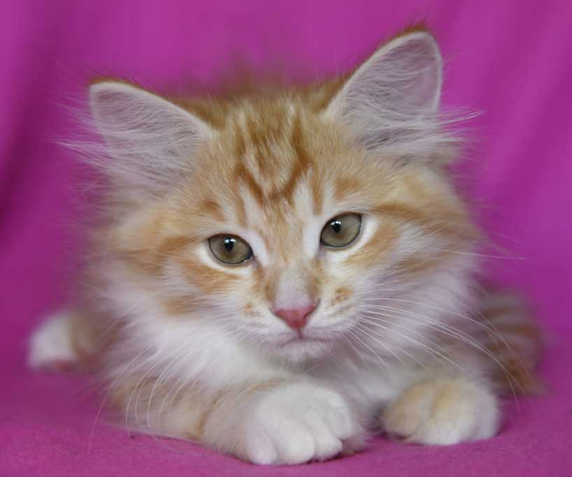 sibirisk kattunge Algol