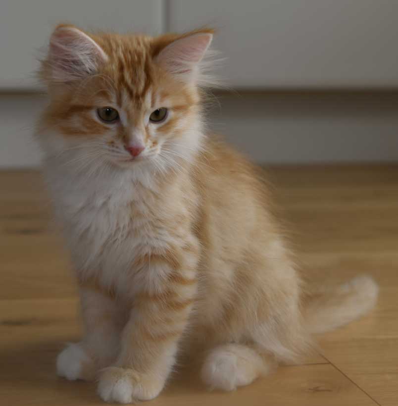 sibirisk kattunge Algol