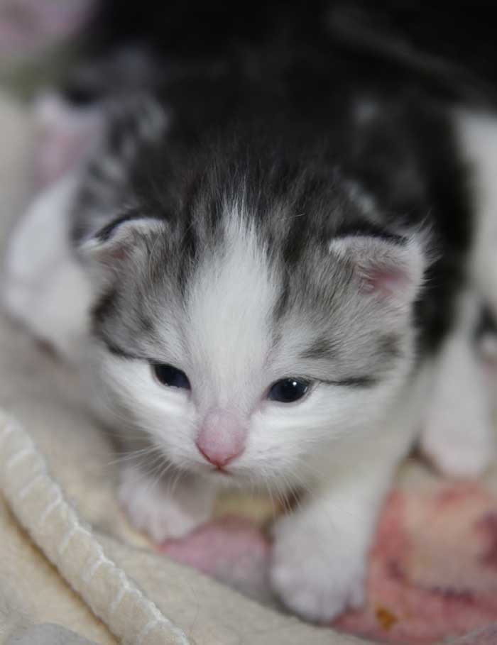 sibirisk kattunge Ceasar