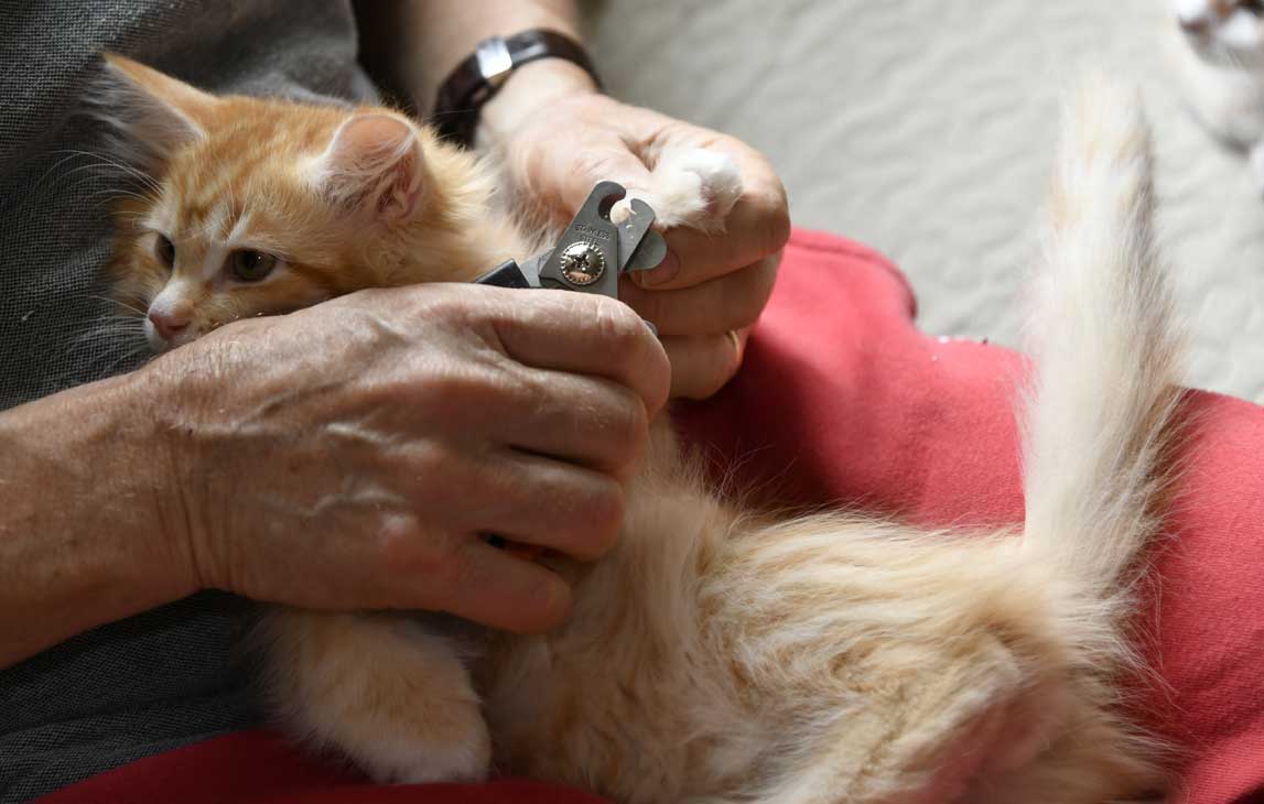 sibirisk kattunge Algol