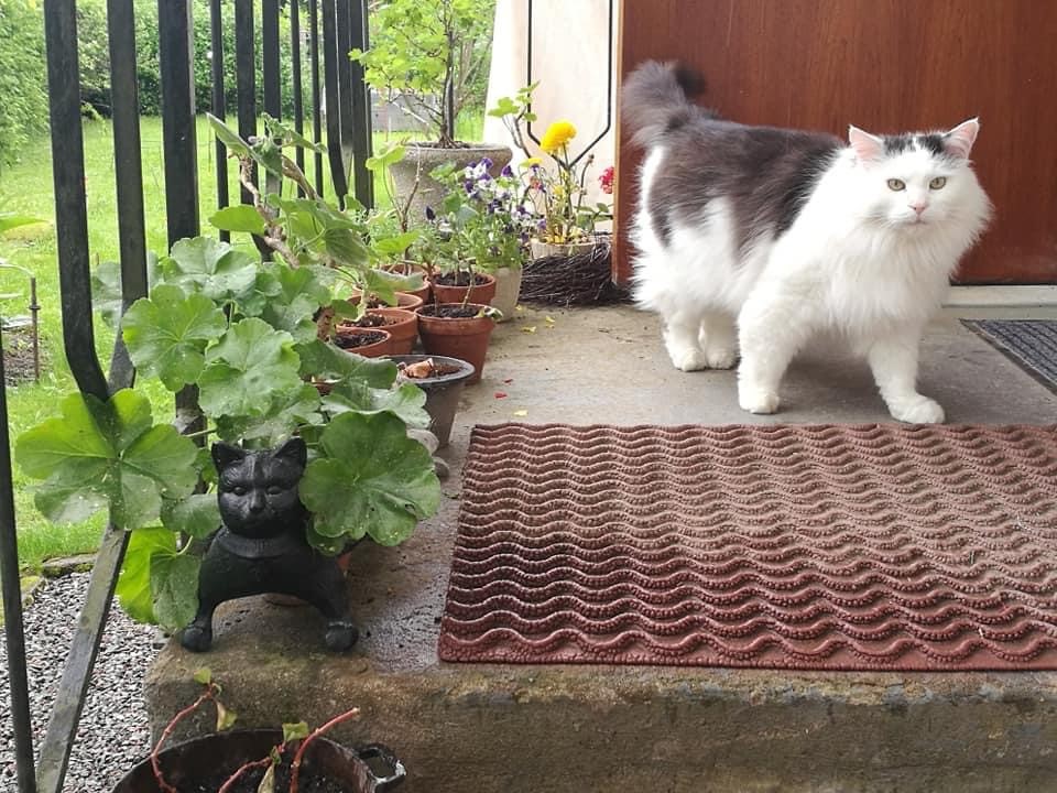 Sibirisk katt Junior