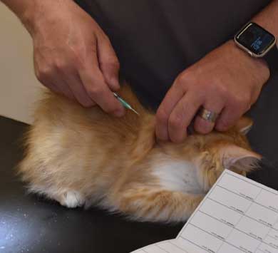 sibirisk kattunge Algol