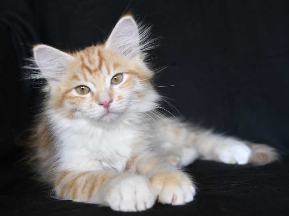 sibirisk kattunge Algol