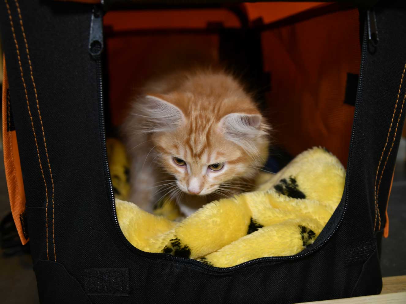 sibirisk kattunge Algol