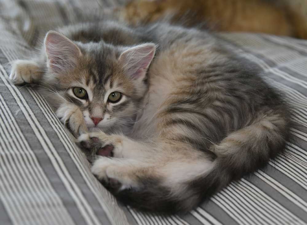 sibirisk kattunge Beid