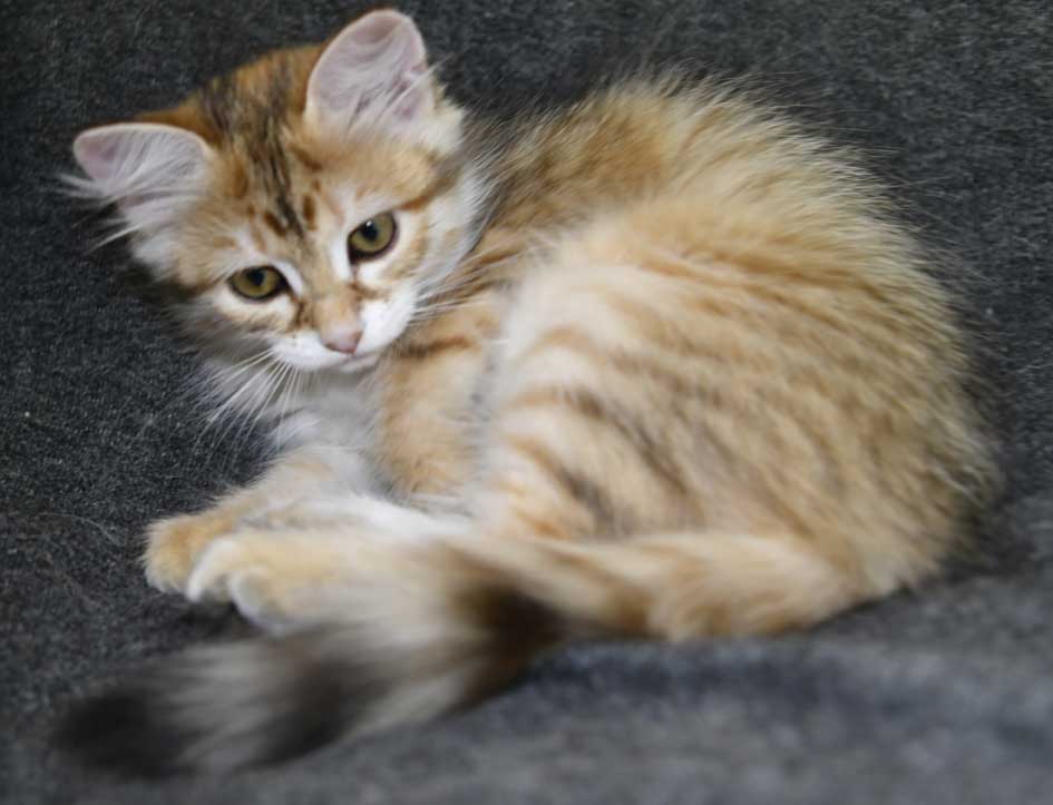 sibiriska kattungar Bianca