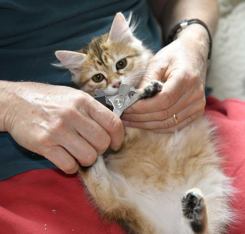 sibirisk kattunge Bianca